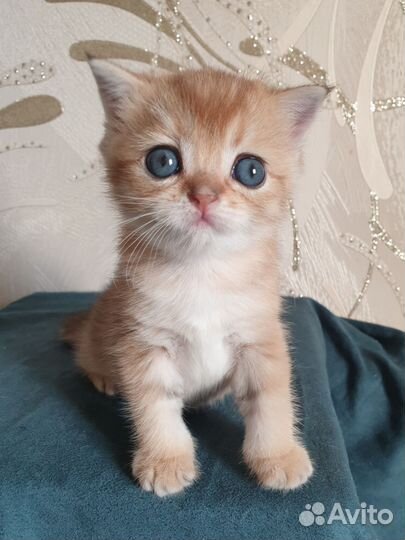 Шотландская кошечка