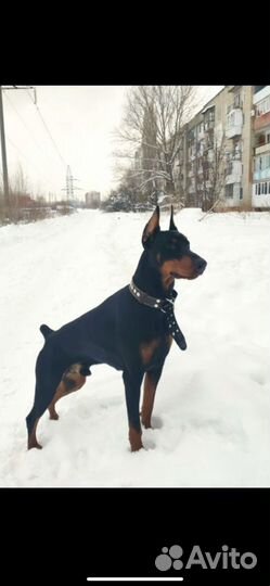 Щенки добермана