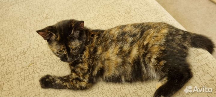 Выкинули котёнка