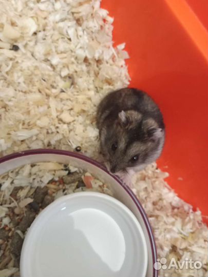 Клетка с хомяками