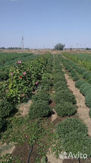 Продам цветы хризантемы, гибискус,лаванда