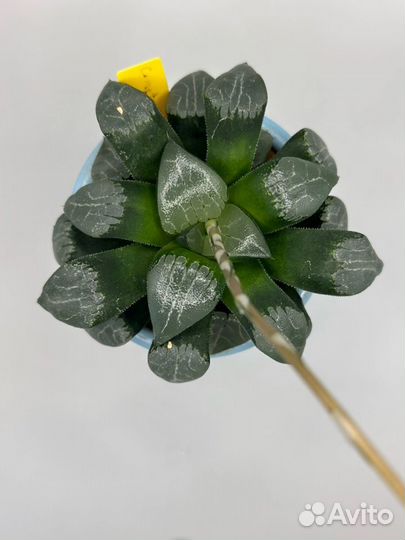 Haworthia Bayeri