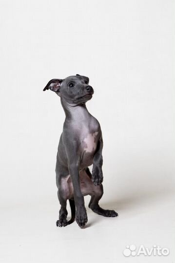 Щенок левретки мальчик