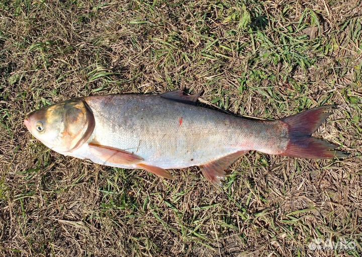 Живая рыба карп толстолобик амур