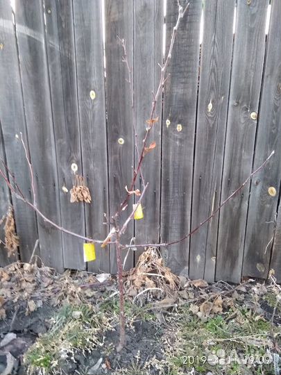 Саженцы плодовых культур