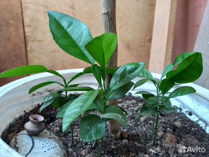 Росток помело