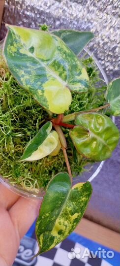 Фил Билля вар