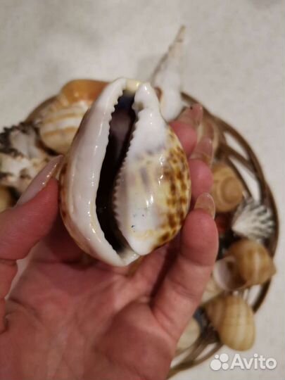 Морские ракушки