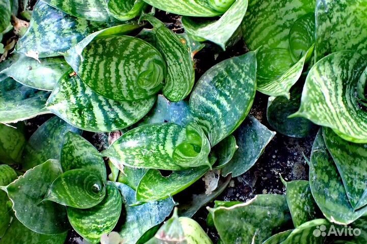 Сансевиерия ханни. Тёщин язык. Щучий хвост