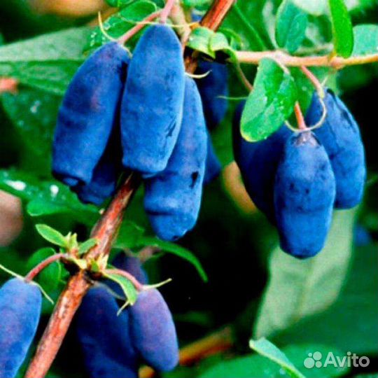 Саженцы жимолости