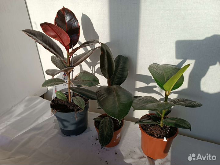 Фикусы разные