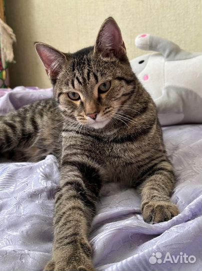 Кот на вязку