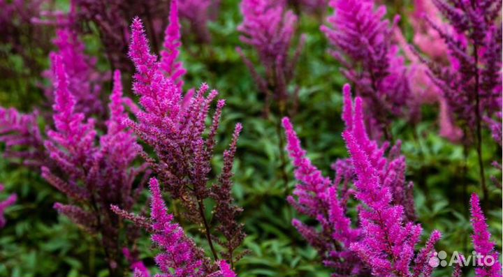 Астильба пурпурная