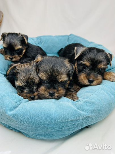Йоркширский терьер щенки