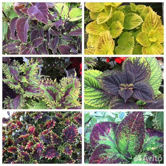 Срезы колеусов #4