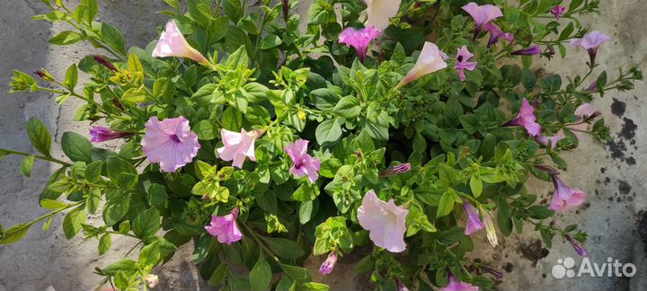 Петуния Тайдал вейв