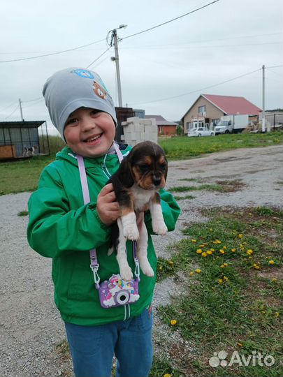 Щенки бигль