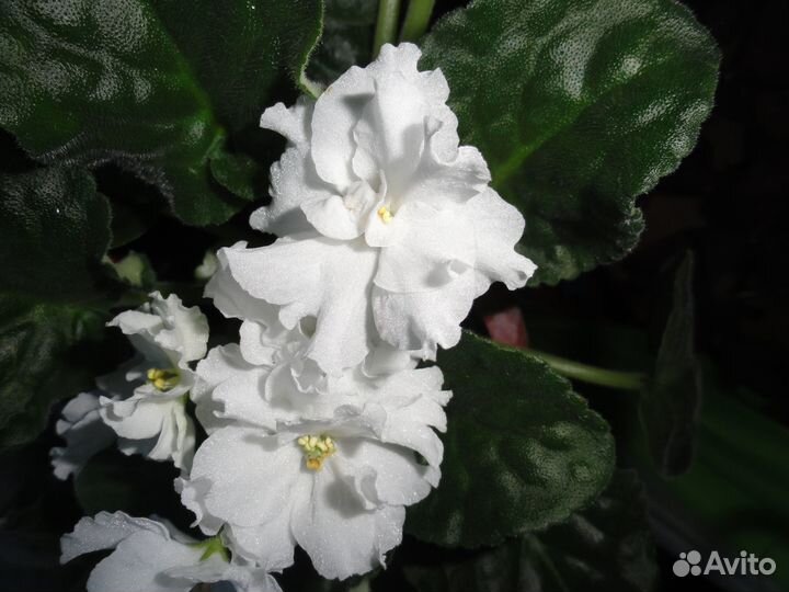 Лист фиалки белой для разведения