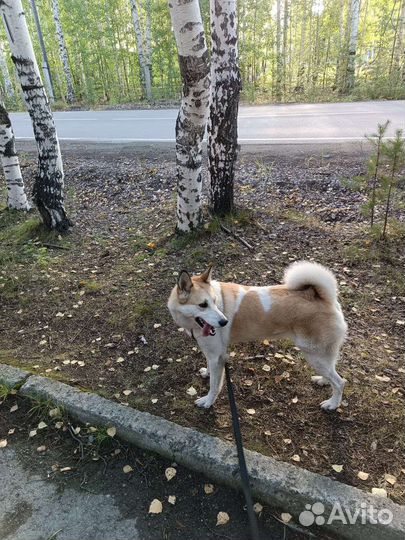 Лайка