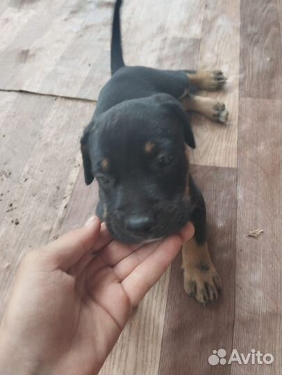 Щенки стафа