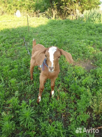 Коза нубийская