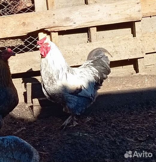 Молодые петухи