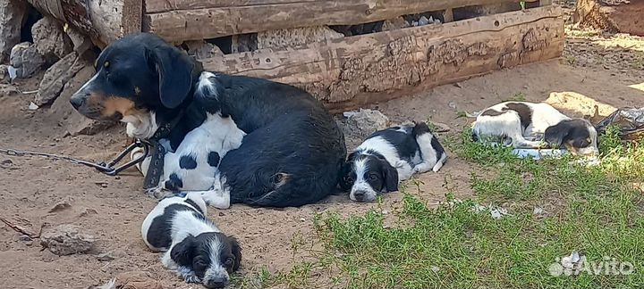 Собаки бесплатно в добрые руки щенки