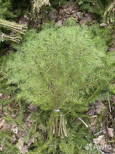 Веники пихтовые для бани