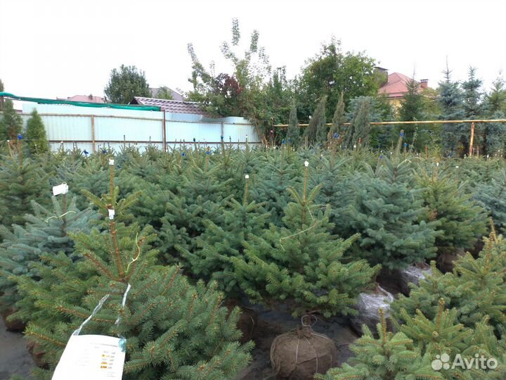 Ель колючая (голубая, зеленая, сизая)