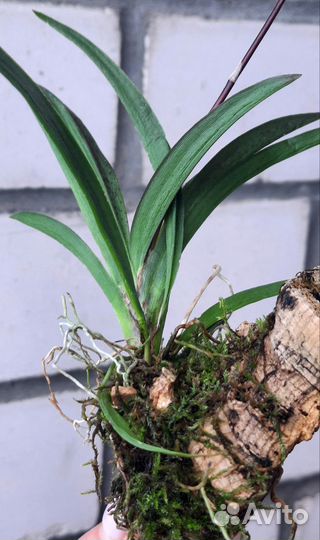 Орхидея Толумния Jairak Flyer Cules