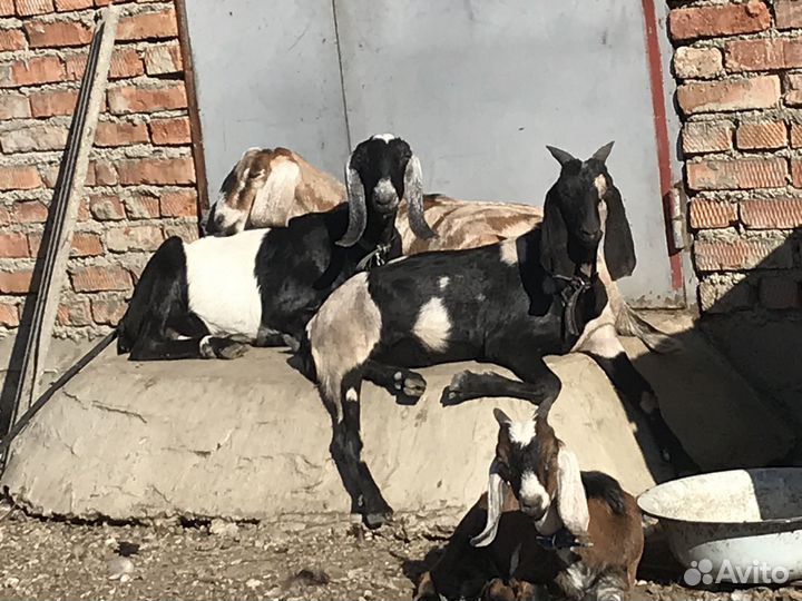 Англо нубийские козы дойные с козлятами