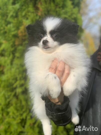 Немецкий шпиц
