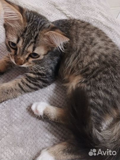 Котик в добрые руки