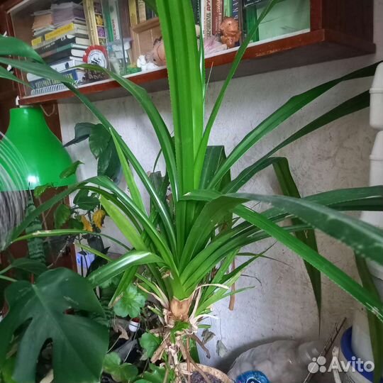 Панданус и Бамбук счастья