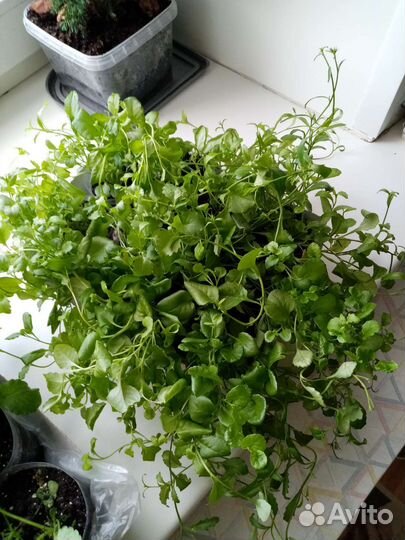 Лобелия разных цветов