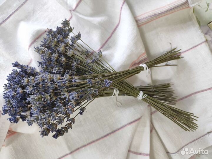 Лаванда сухоцвет