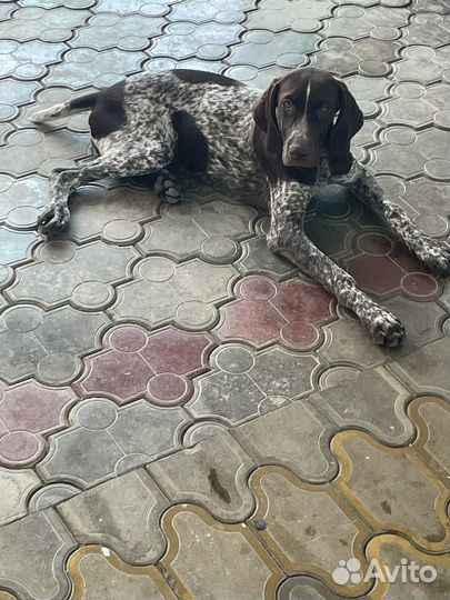 Щенок Курцхаар