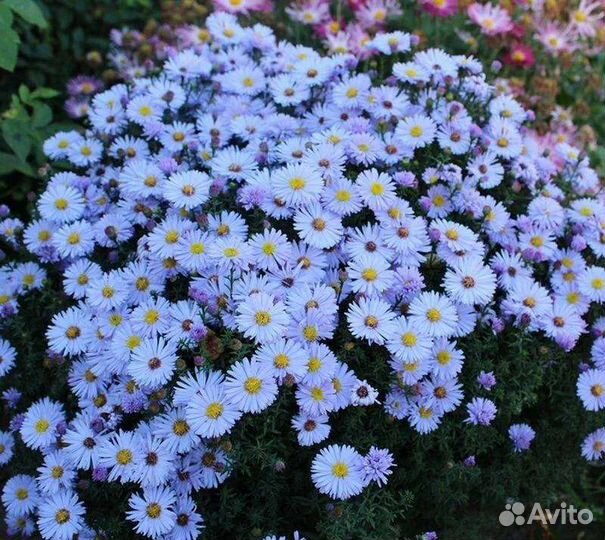 Многолетники