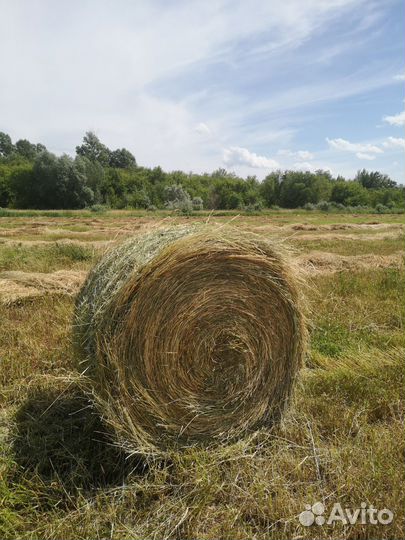 Продам сено в рулонах