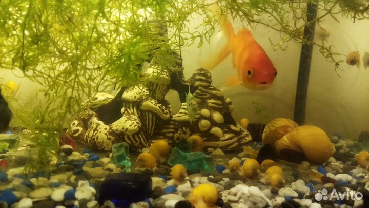 Улитки аквариумные