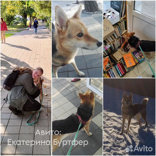 Выгул собак