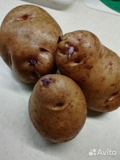 Картофель Синеглазка семенной
