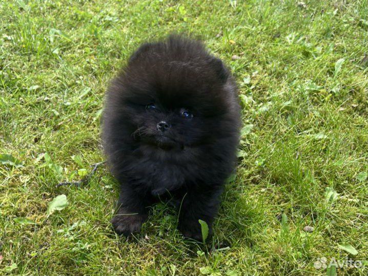 Померанский шпиц черный