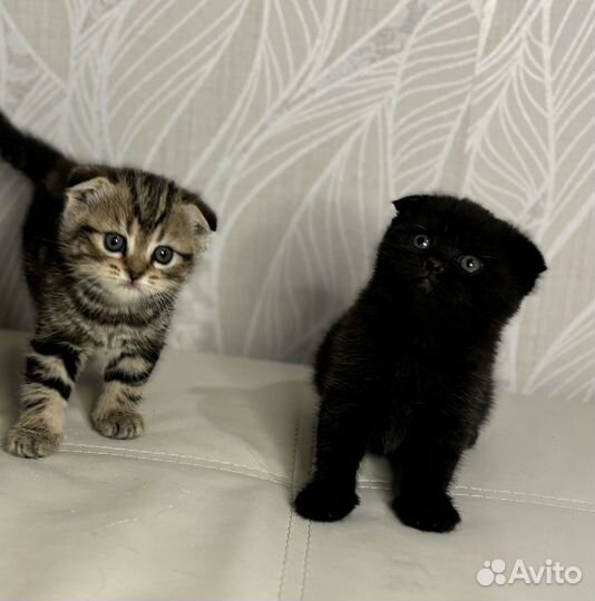 Вислоухие котята
