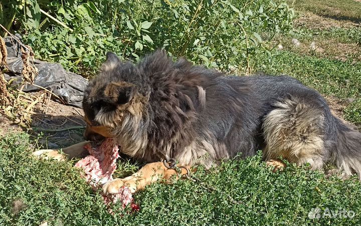 Щенки немецкой овчарки помесь.Бесплатно