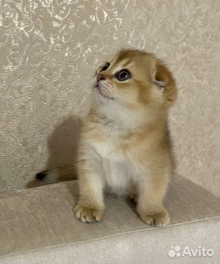 Шотландская вислоухая кошечка