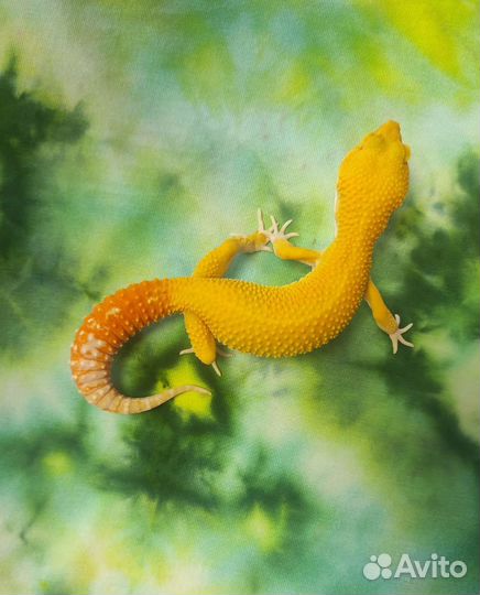 Яркие рыжики к деньгам