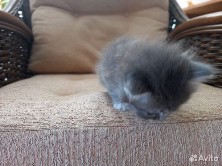 Котенок сибирская порода бесплатно