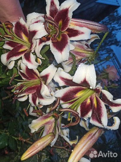 Лилии луковицы