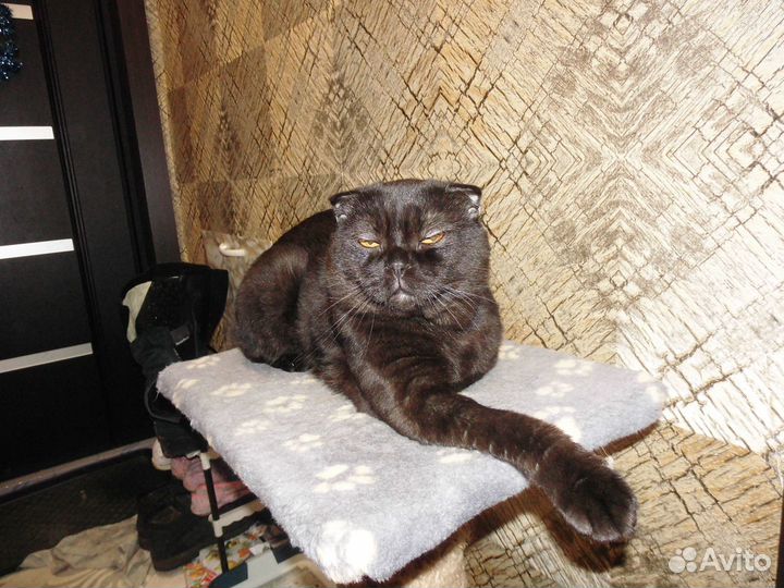 Предлагаю для вязки вислоухого шотландского кота